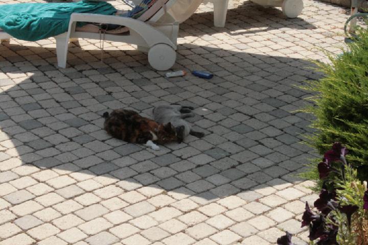 2012-08 003.JPG